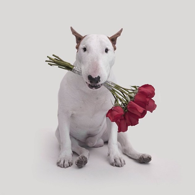 כלב שאוהב מותגי נעליים יביא לך ורדים (צילום: rafaelmantesso)