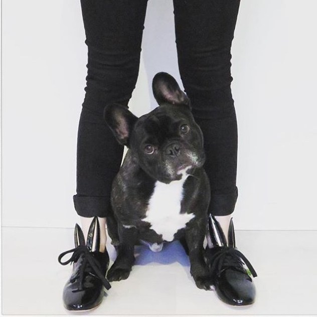 מה עם נעלי כלב? קצת מעליב (צילום: מתוך הבלוג)