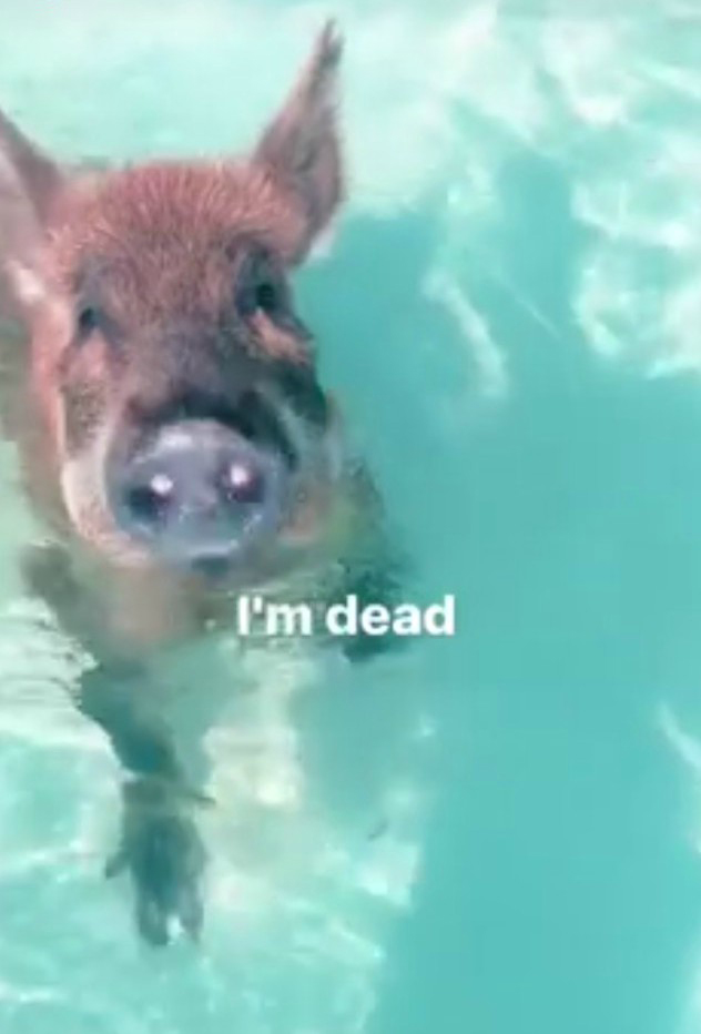 שחייה עם חזירים (צילום: אינסטגרם, bella hadid)